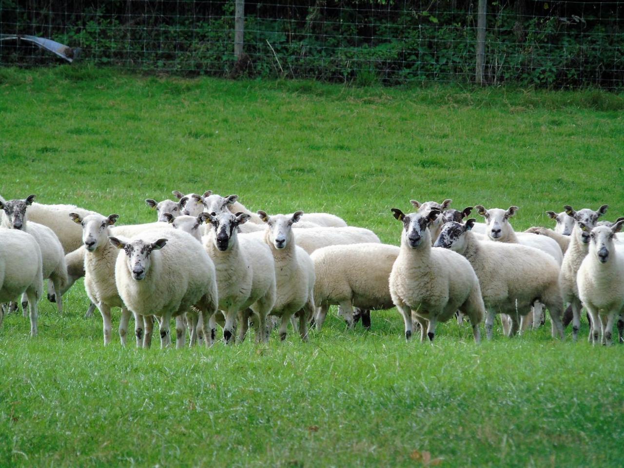 Pwllgwilym B & B Builth Wells Eksteriør bilde