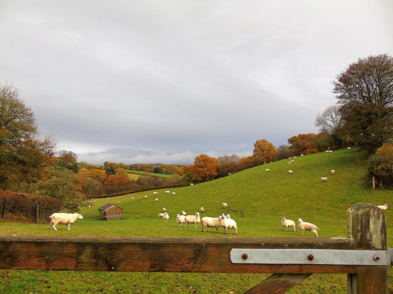 Pwllgwilym B & B Builth Wells Eksteriør bilde